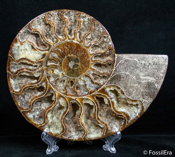 Inch Split Ammonite (Half) #2643